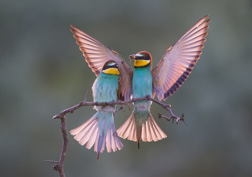 Birding in one of the most ancient European countries (Birds & Ancient History) -NEW-